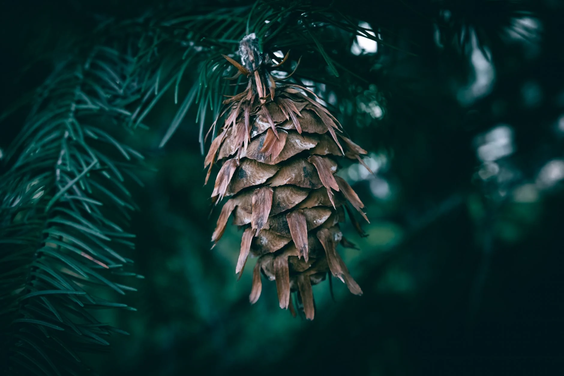 Tout savoir sur le bois de Douglas : caractéristiques, utilisations et avantages